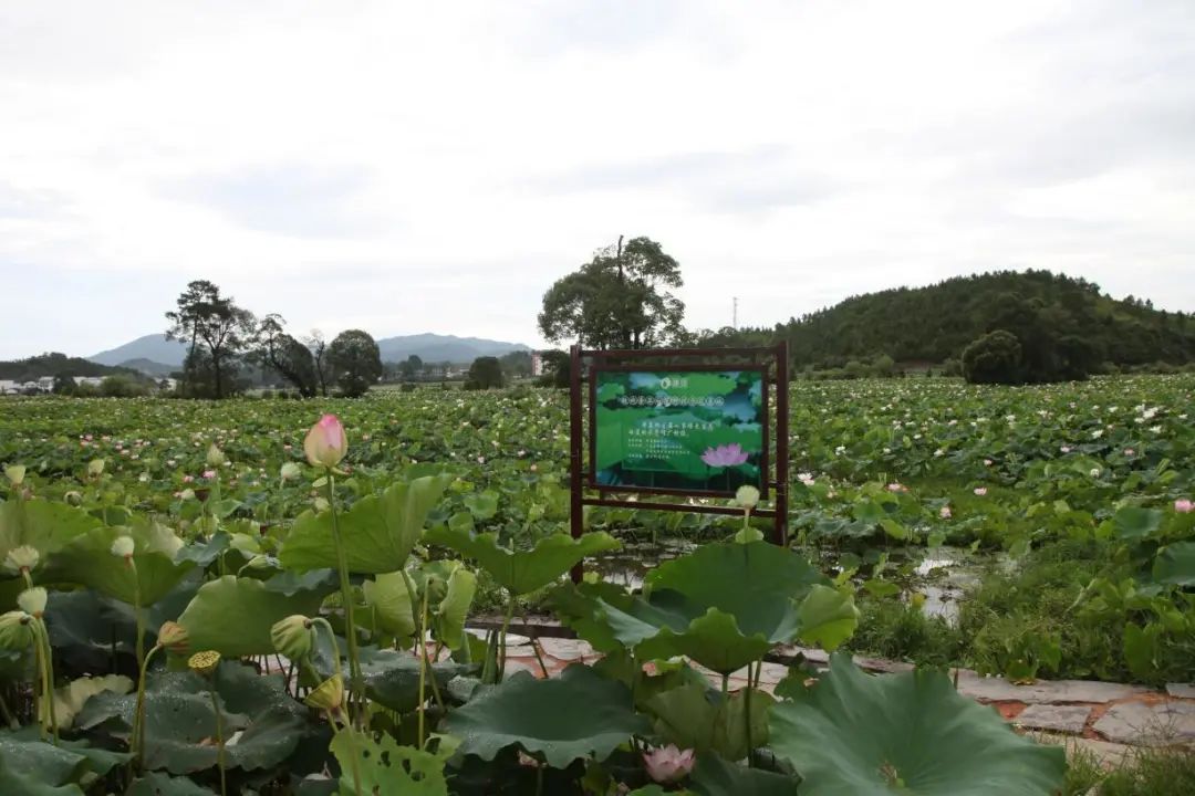 公司種植基地